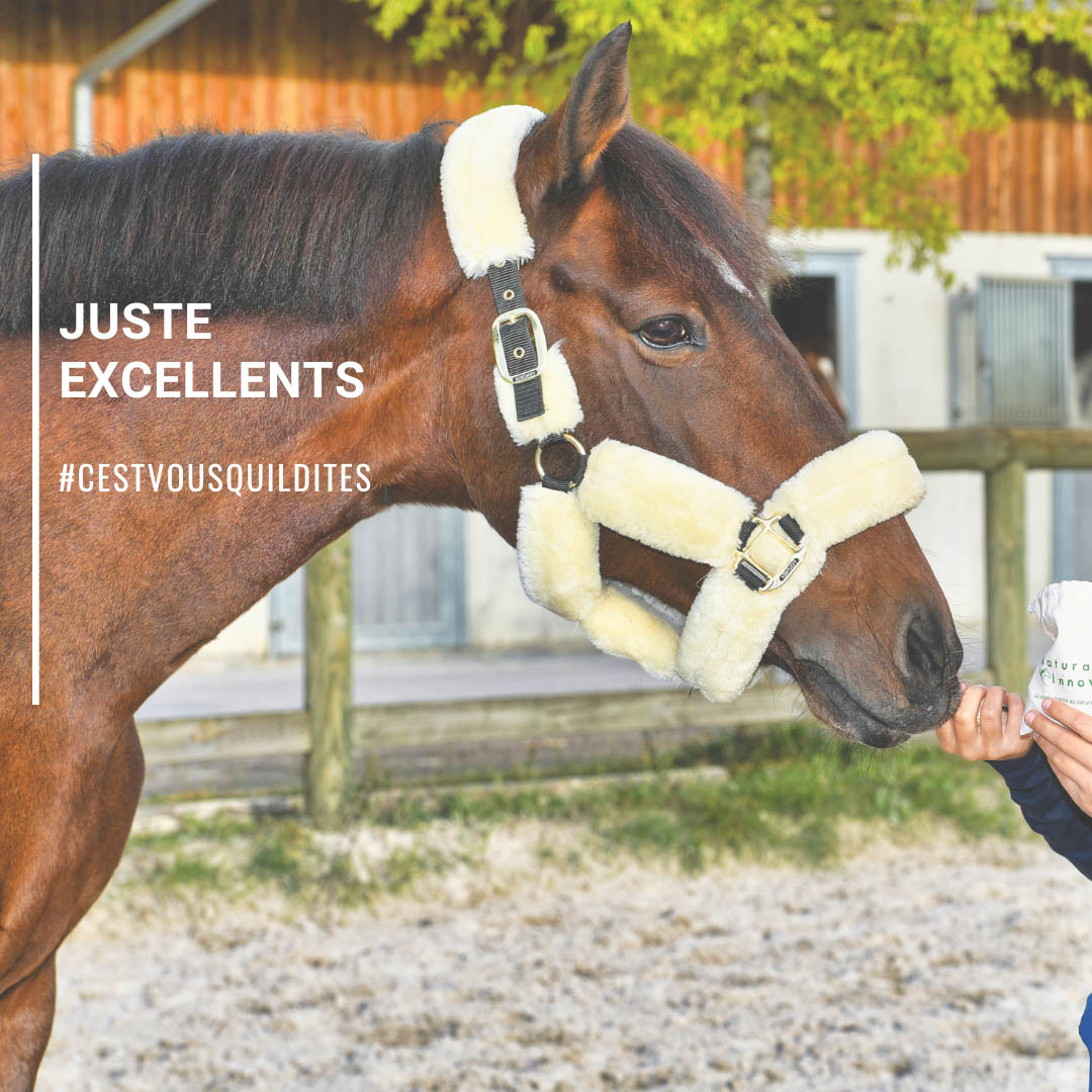 Plaisir vegan: Bonbons pour chevaux