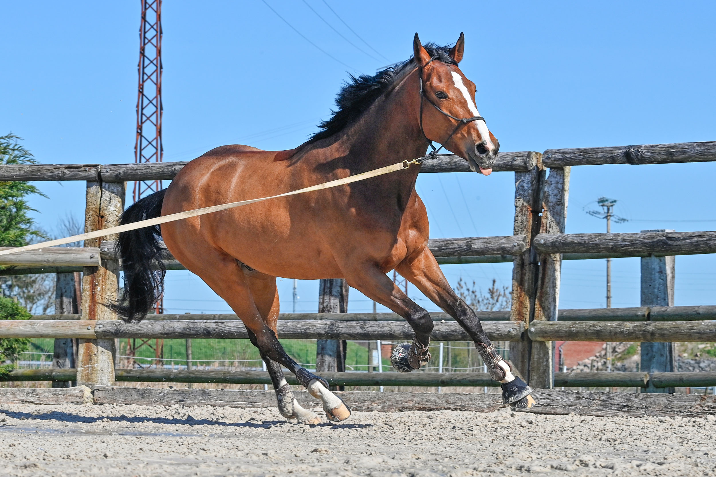 Pourquoi longer son cheval ? - Natural'Innov