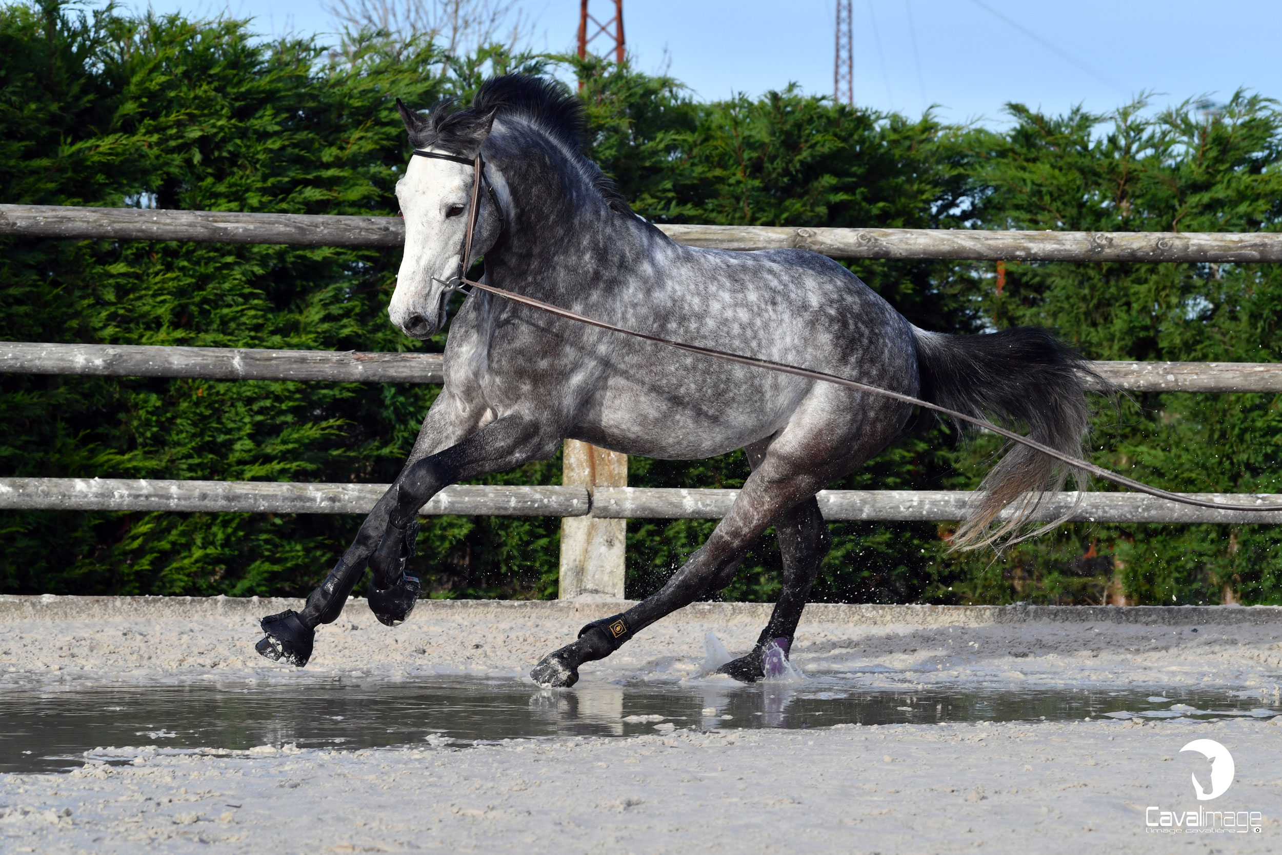 Pourquoi longer son cheval ? - Natural'Innov