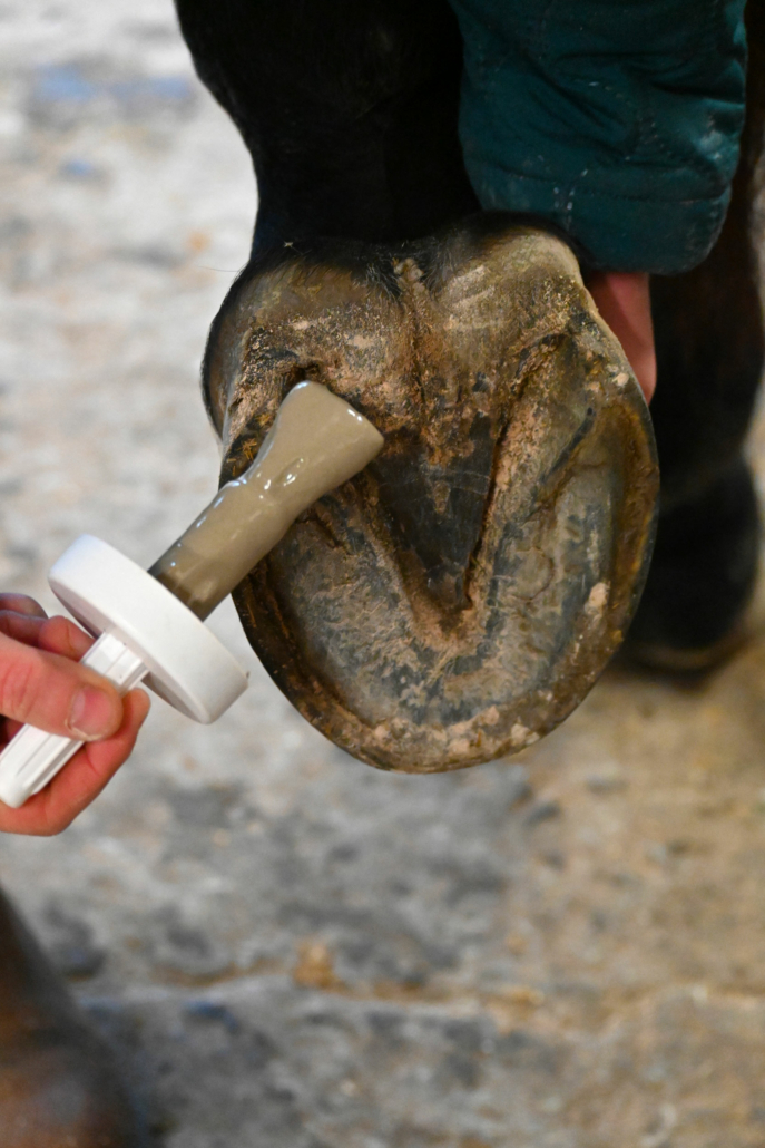 L'entretien des pieds de son cheval en 4 étapes - Le blog du site