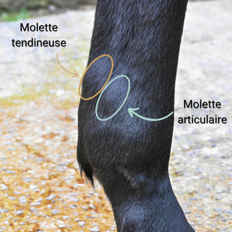 La gestion des molettes chez le cheval - Natural'Innov