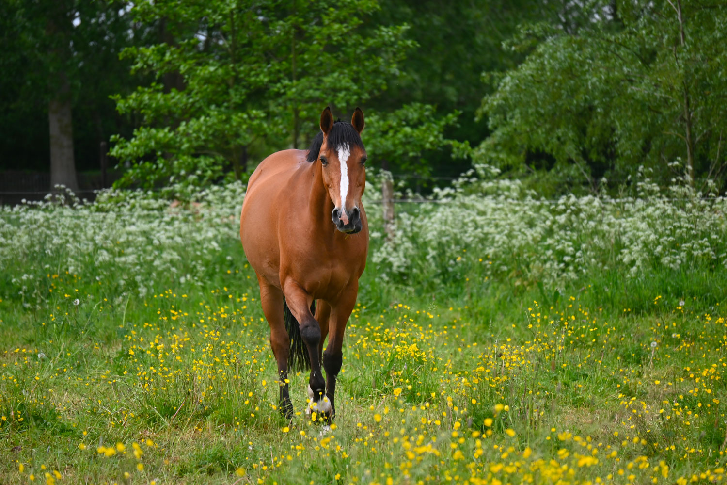 La vermifugation chez le cheval - Natural'Innov