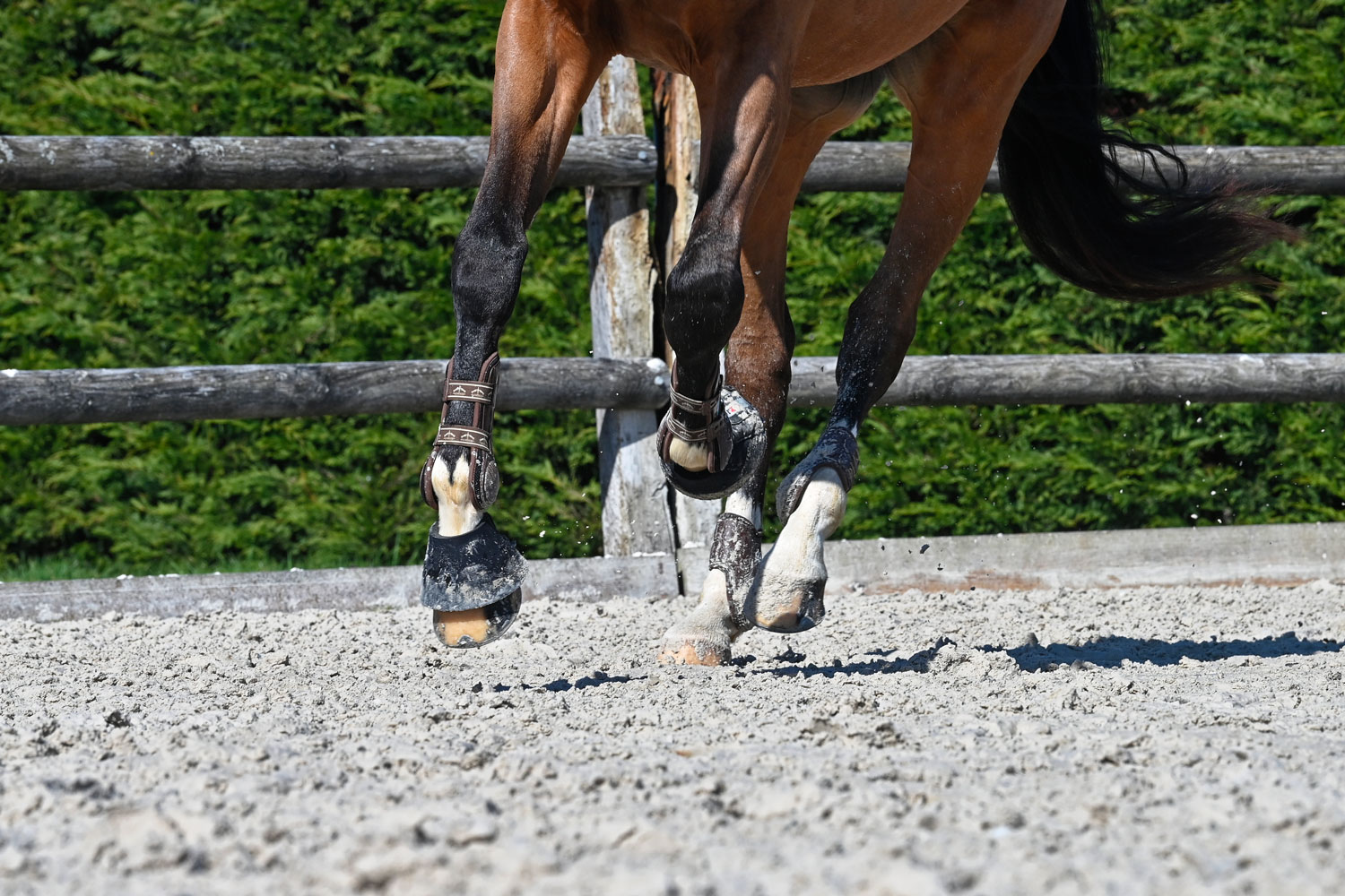 Les parties de la tête du cheval - Petit Galop