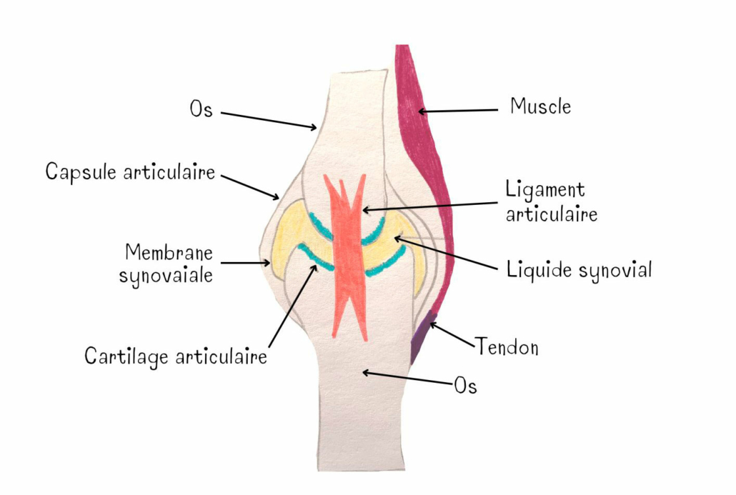 Compléments spécifiques > Articulations, boiterie, ligaments